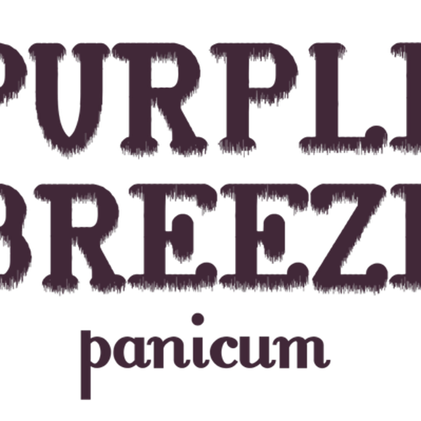 Purple Breeze