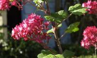 Red Bross