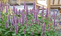 Beelicious Purple
