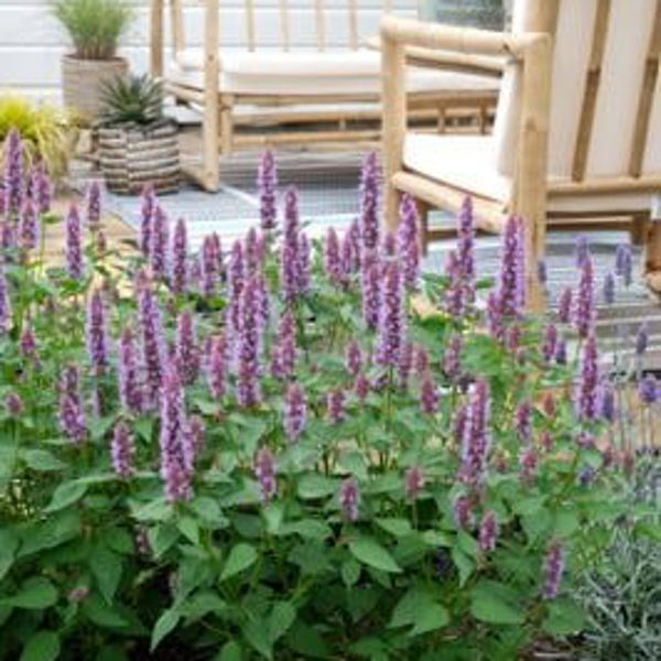 Beelicious Purple