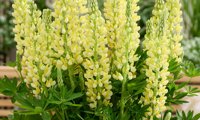 Lupinova Lenora