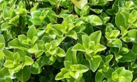 Irish Luck