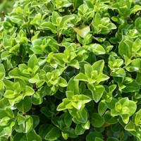 Irish Luck