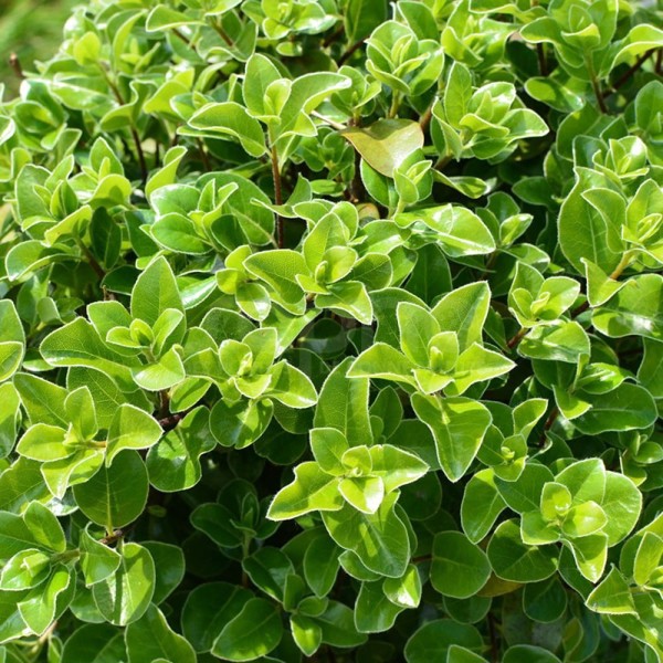 Irish Luck