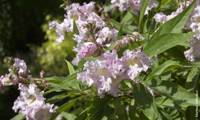 Summer Bells