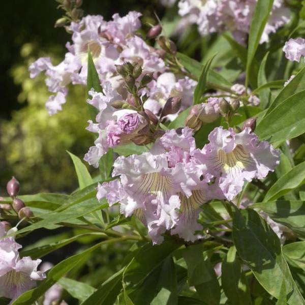 Chitalpa tashkentensis (Чітальпа ташкентська)