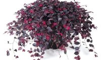 Ruby Runner