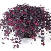 Ruby Runner
