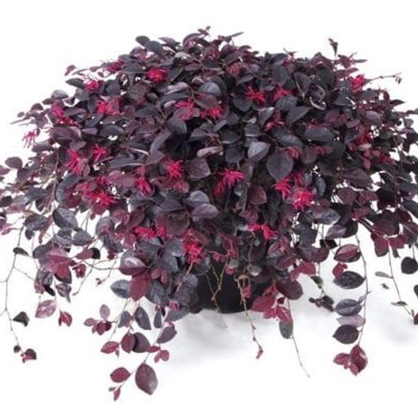 Ruby Runner