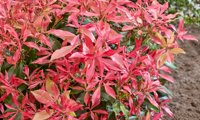 Pink Forest