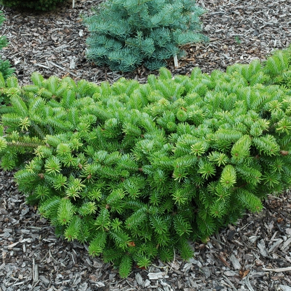 Abies cephalonica (Ялиця грецька)