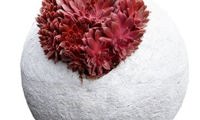 Colorockz Coral Red