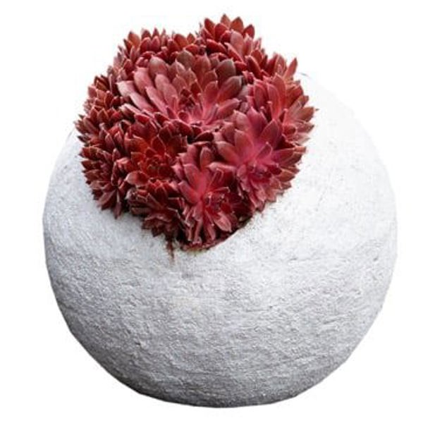 Colorockz Coral Red