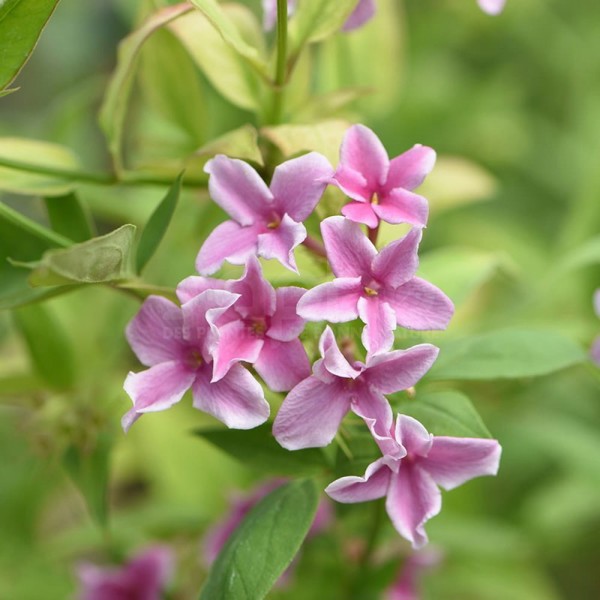 Jasminum × stephanense (Жасмин Стефана)