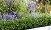 LUXUS Hedge