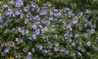 Blue Chiffon