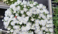 Sun Diamonds White