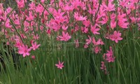 Pink Butterflies®