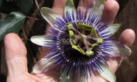 Riverside® Damsel's Delight