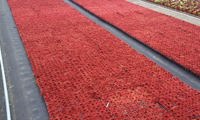 Colorockz Coral Red