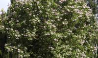 Summer Bells