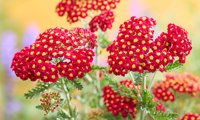 Color Burst Red