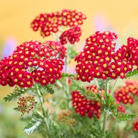 Color Burst Red