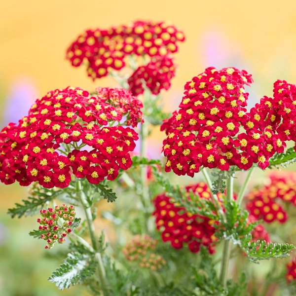 Color Burst Red