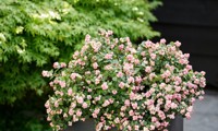 Magical® Pink Carpet