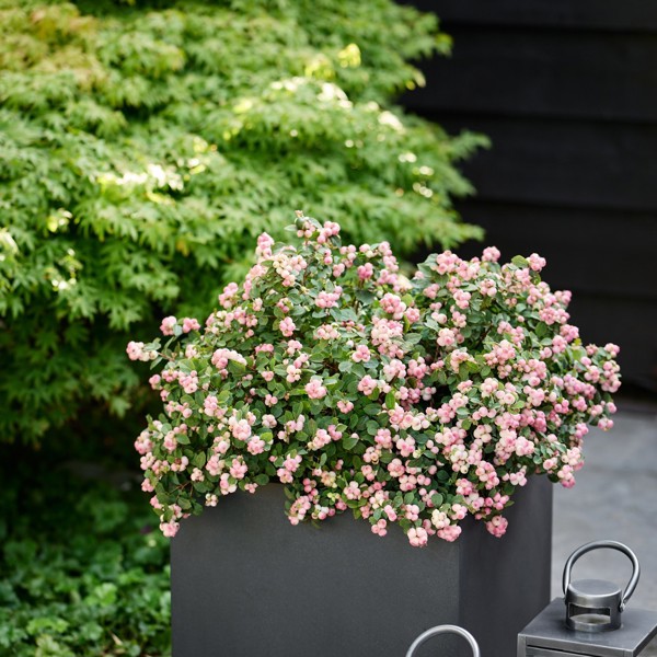 Magical® Pink Carpet