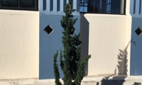 Wissel's Saguaro