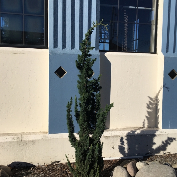 Wissel's Saguaro