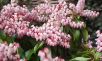 Pink Passion