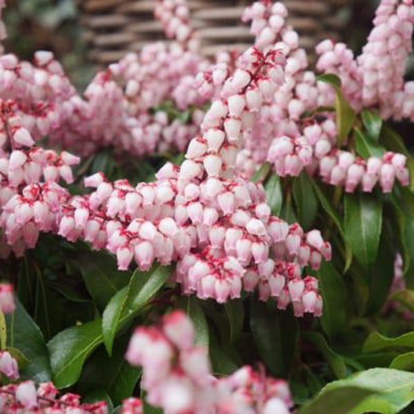 Pink Passion