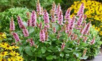 Beelicious Pink