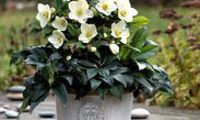 HGC® Ice N' Roses® White