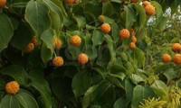 Mandarin Jewel®