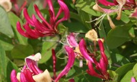 Caprilia® Imperial
