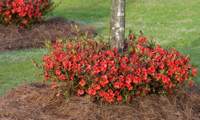Autumn Embers