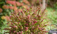 Magical® Winterberry