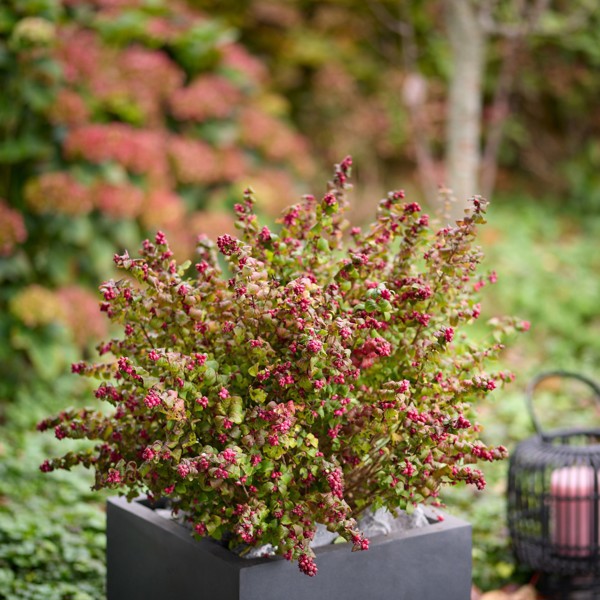 Magical® Winterberry
