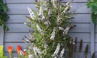 Butterfly Tower White