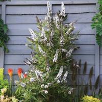 Butterfly Tower White