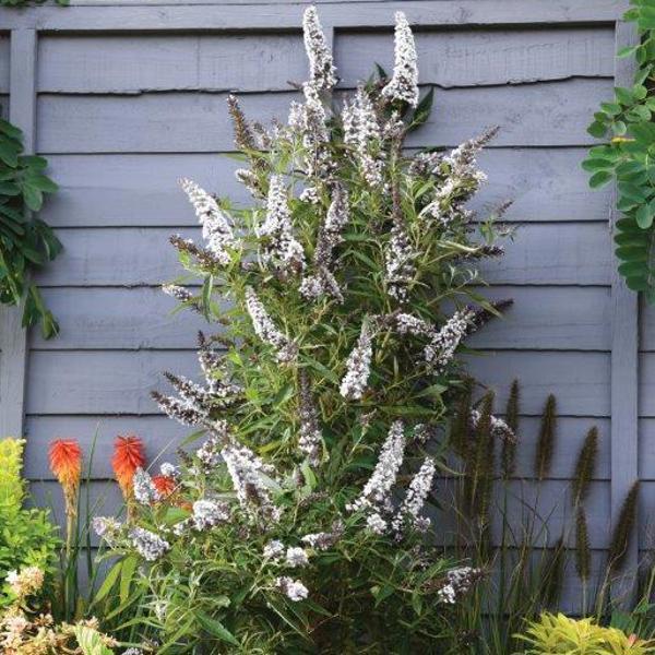 Butterfly Tower White