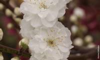 Taoflora White