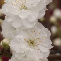 Taoflora White
