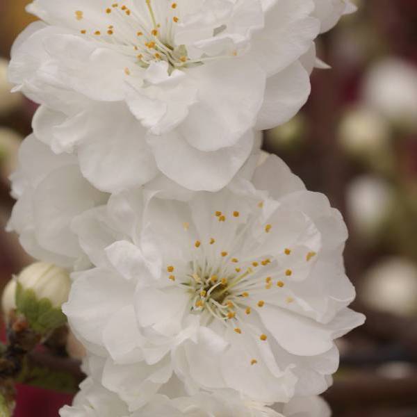 Taoflora White
