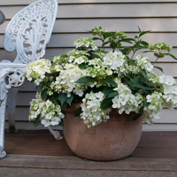 Fairytrail™ White