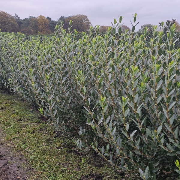 Phillyrea angustifolia (Філлірея вузьколиста)