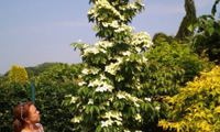 Flower Tower